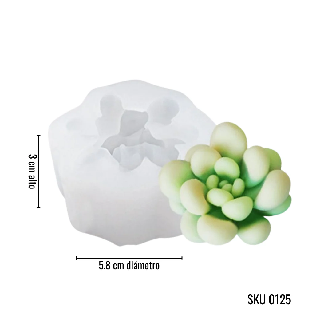 Colección Suculentas - Imagen 4
